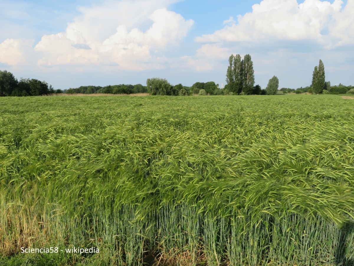 Gerstenfeld_-_Hordeum_vulgare